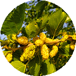 Maulbeerblattextrakt Pflanze